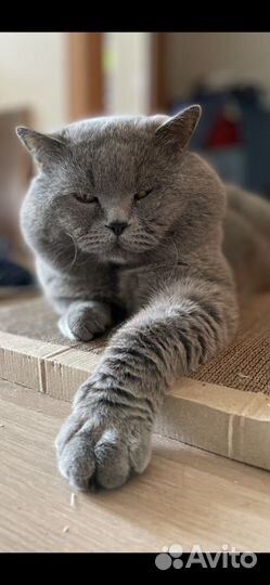 Британский кот вязка