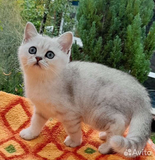 Шотландские котята