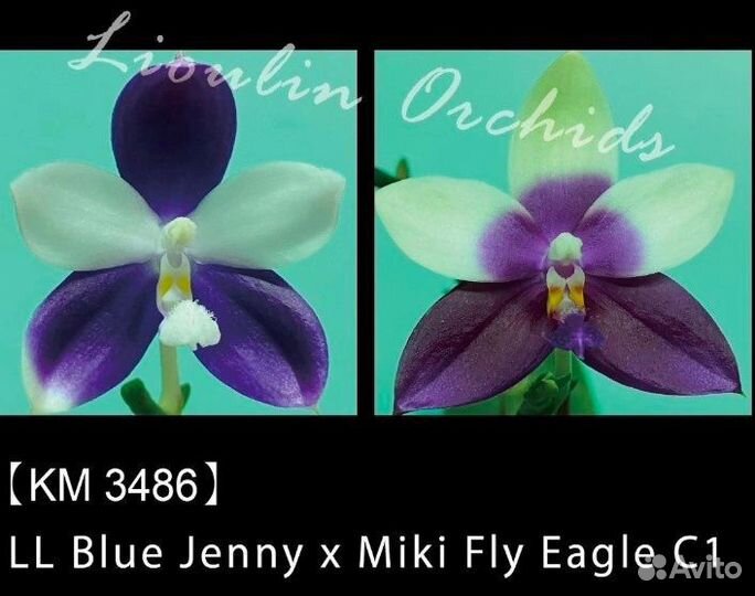 Орхидея фаленопсис