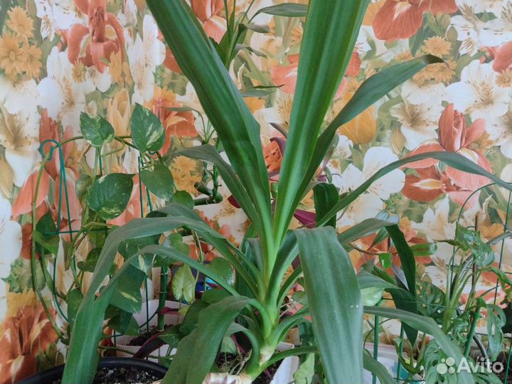 Пальма юкка