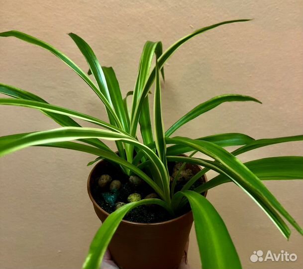 Хлорофитум, Роза Китайская