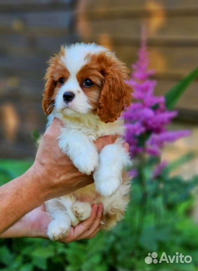 Щенок девочка ккч Спаниель