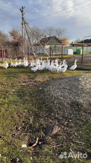 Гусь холмогор