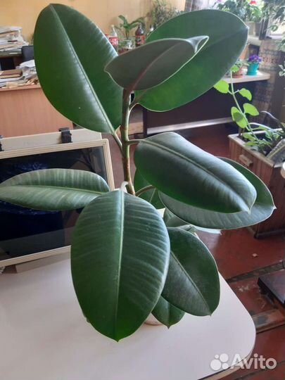 Фикус каучуконосный