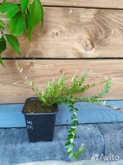 Клюква садовая (саженцы)