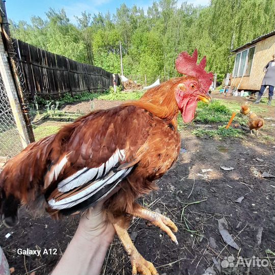 Куры петухи