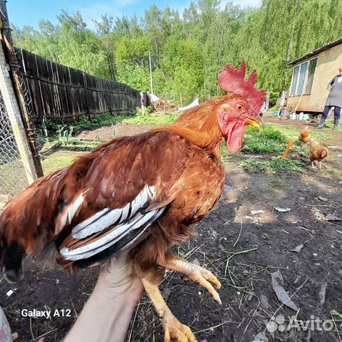 Куры петухи