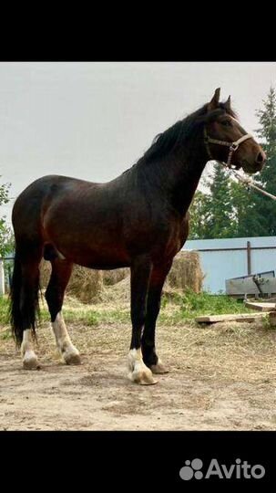 Жеребец орловский рысак