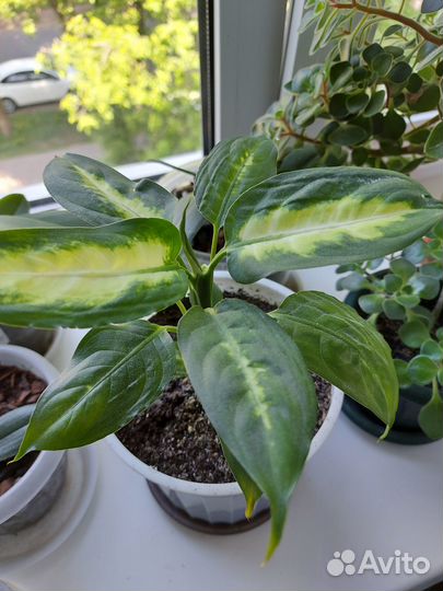 Цветок диффенбахия камилла