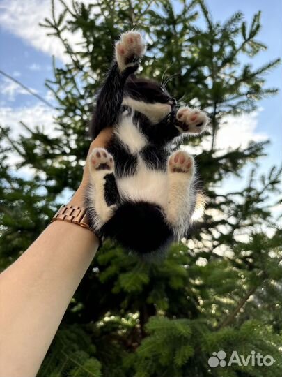 Котята курильский бобтейл