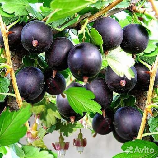 Зимостойкие сибирские саженцы