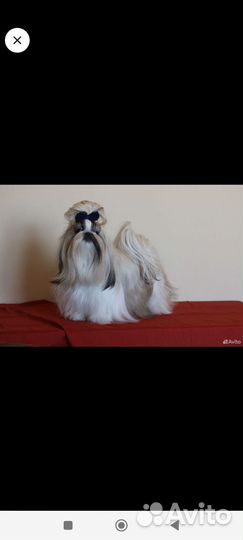 Ши-тцу мини