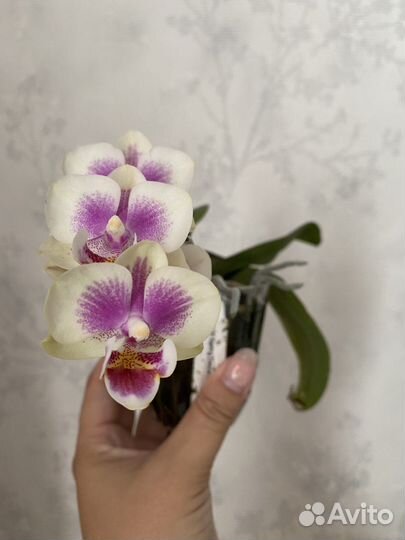 Орхидея spring dancer