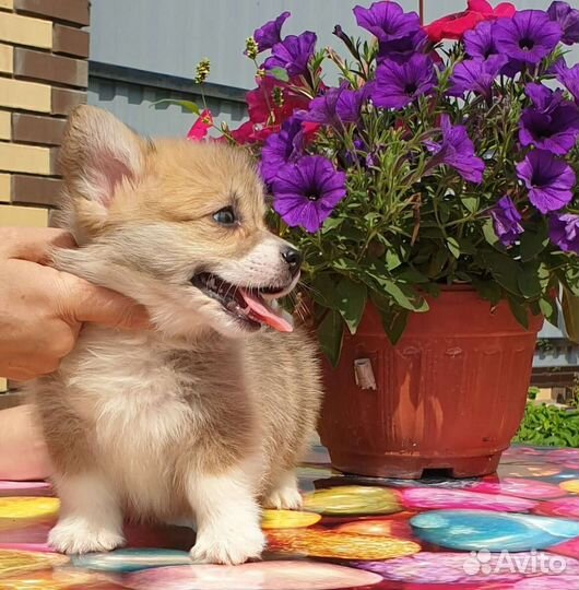 Щенки вельш-корги пемброк