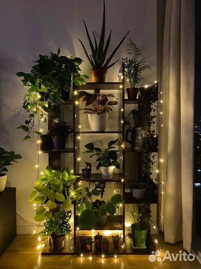 Цветы комнатные домашние