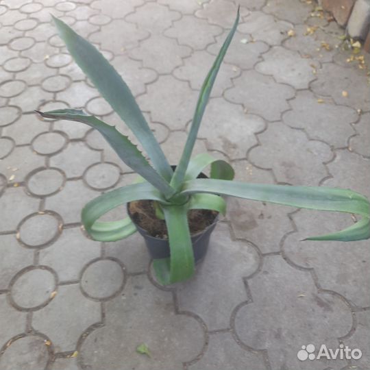 Агава голубая
