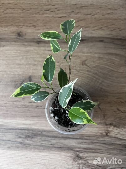 Фикус бенджамина