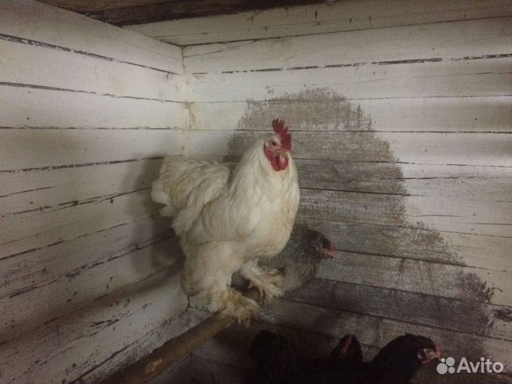 Петух Кохинхин