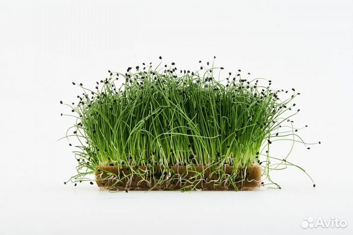 Семена для микрозелени
