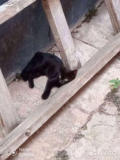 Отдам бесплатно двух котят