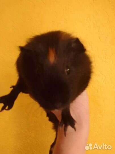 Морская свинка