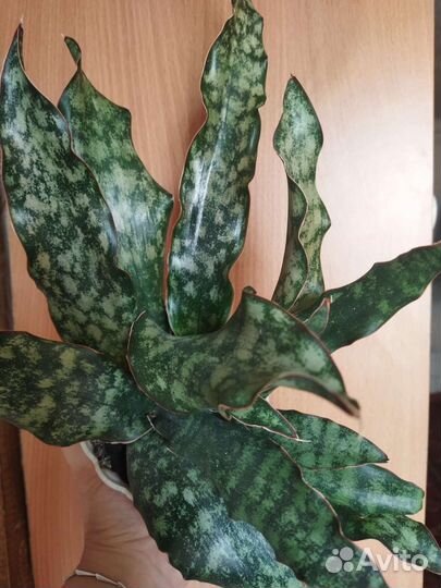 Комнатные растения