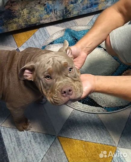 Американский булли покет щенки