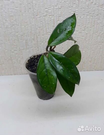 Хойя Карноза