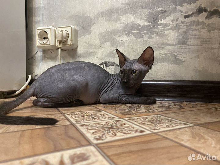 Донской сфинкс кошечка