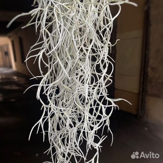 Тилландсия