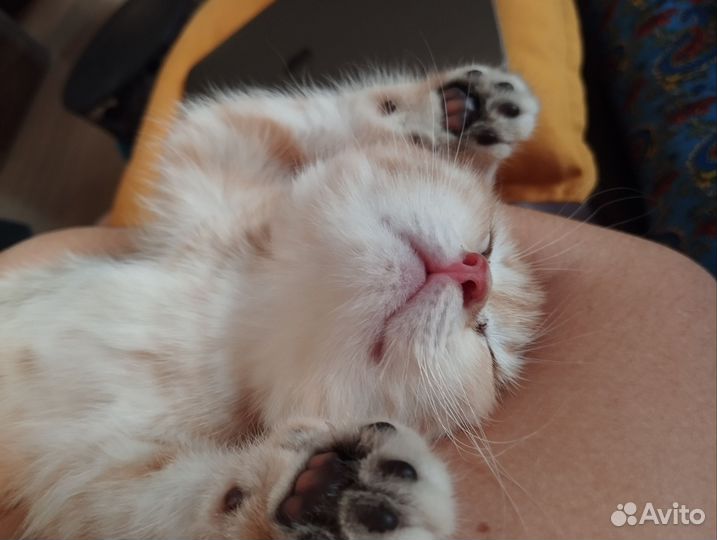 Британская