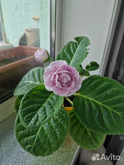 Глоксиния Утренняя звезда