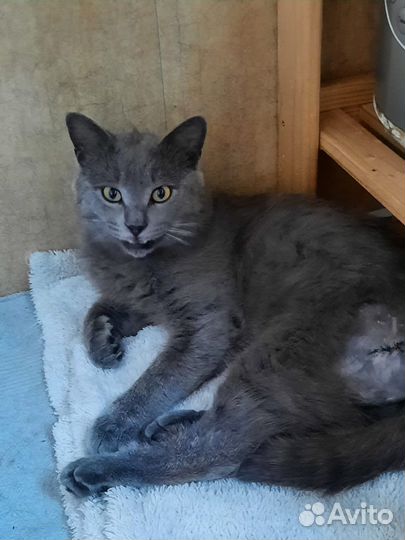 Мама-кошка с сыном ищут дом