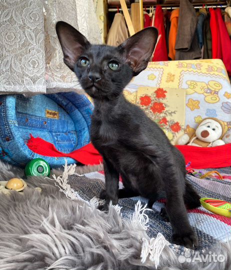 Черный ориентальный мальчишка