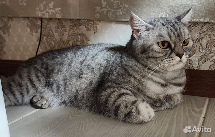 Кошка Боня в добрые руки