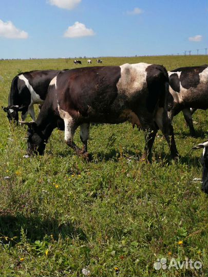 Коровы молочные, быки, тёлки