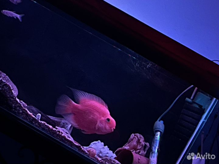 Аквариум