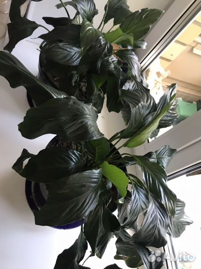 Спатифилум