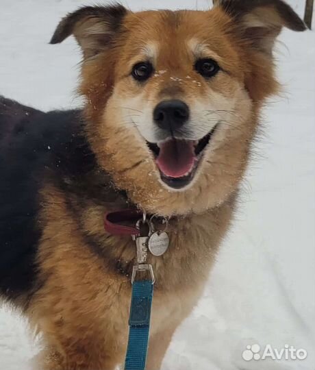 Милашка Герда в добрые руки