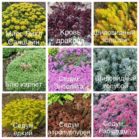 Многолетники почвопокровные