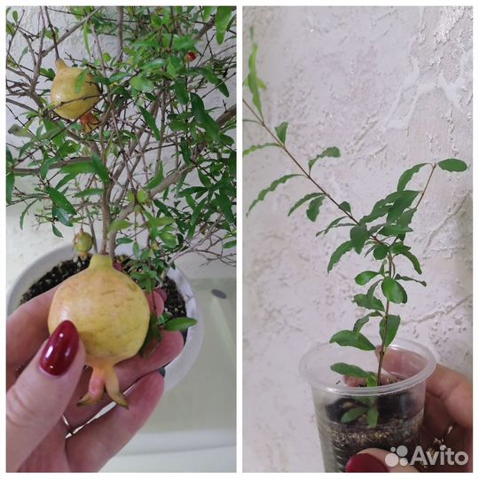 Комнатные растения, разные