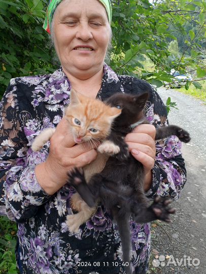 Найденные на даче котята