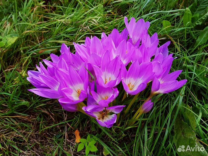 Саженцы и многолетние цветы.различные луковичные