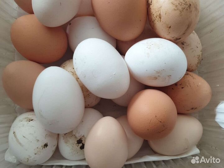 Домашние куриные яйца