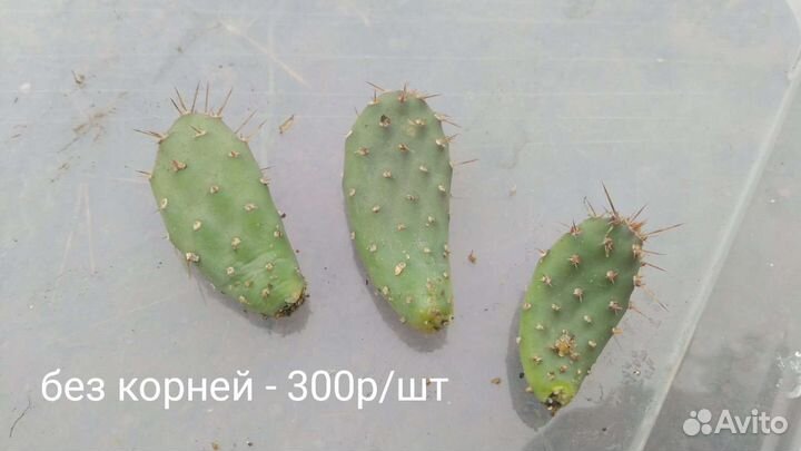 Опунция морозостойкая (зимует в Омске)