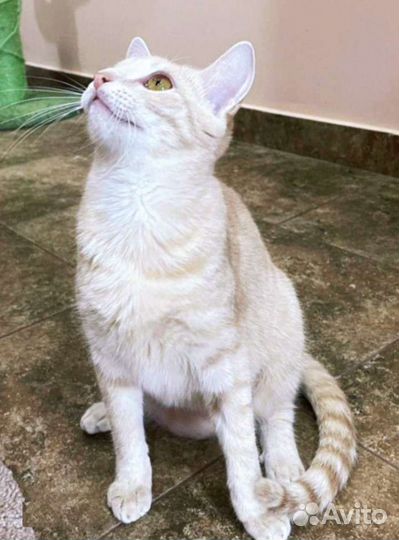 Прелестная грациозная Вивьен. Лесной приют