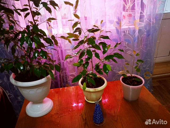 Комнатные растения цветы