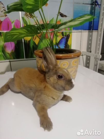 Декоративные карликовые кролики