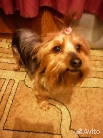 Йоркширский терьер