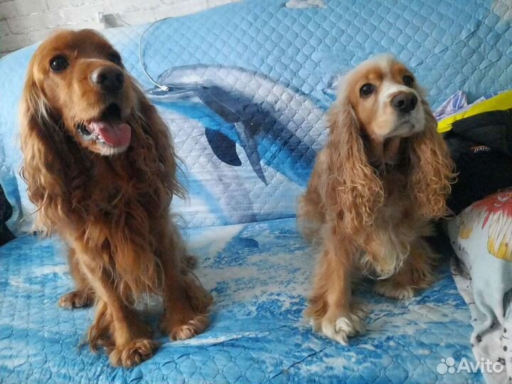Английский Кокер спаниель на вязку